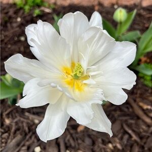 Meet your Posher, Nicki